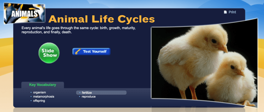 Study Jams Animal Life Cycles